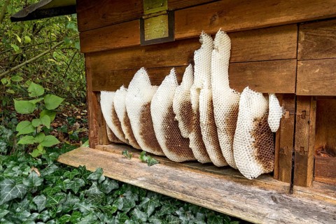 Honeycomb abandoned by colony, honeycomb, wild natural burrow on outside of hive, light-coloured