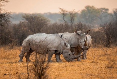 Southern white rhinoceros (Ceratotherium simum simum), two rhinos in the evening light, Khama Rhino