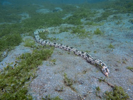 Elongated, snake-like marine animal, Feather mouth sea cucumber (Synapta maculata), on sandy