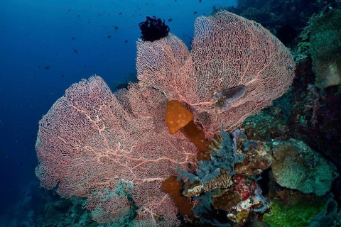 Large giant fan coral (Annella mollis) on a tropical reef in the deep sea, dive site Coral Garden,