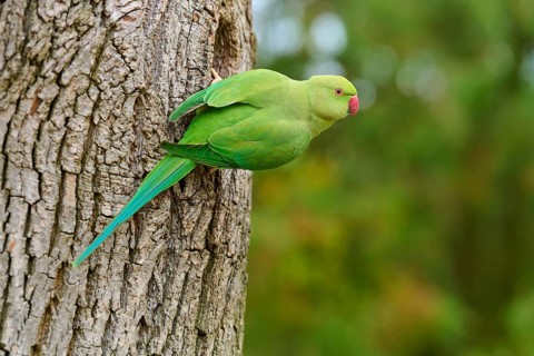 Green collared parakeet (Psittacula krameri), sitting in the nesting hole of a tree, looking