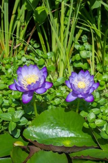 Blue-purple coloured tropical water lilies in a garden pond, Gigantea Dark Purple, water lily,