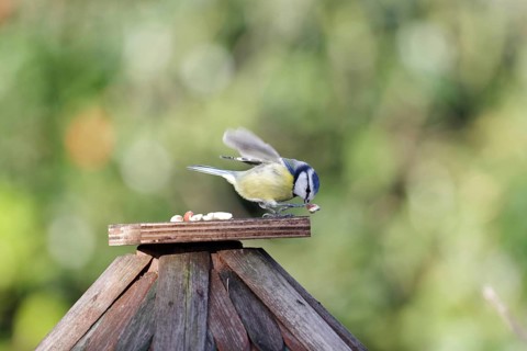 Blue tit (Cyanistes caeruleus), songbird, peanut kernels, feeding, claw, A blue tit holds a peanut