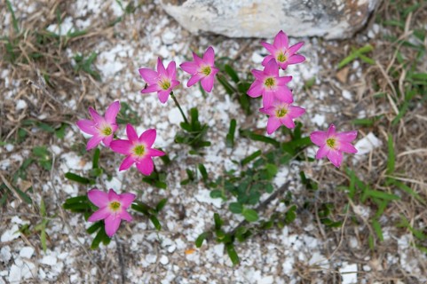 Pink rain lily (Zephyranthes rosea) or Cuban zephyr lily or pink fairy lily, Dondra, Southern
