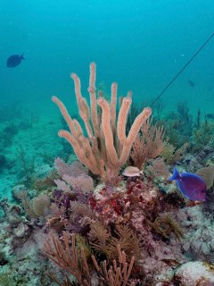 Diverse coral formations, including porous horn coral (Pseudoplexaura porosa) with open polyps in a