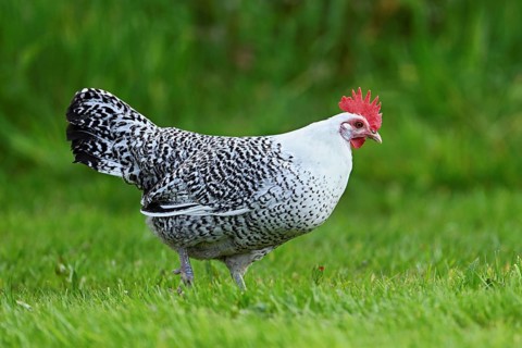 East Frisian Gull standing in a meadow, chicken breed with good utilisation characteristics, Texel,