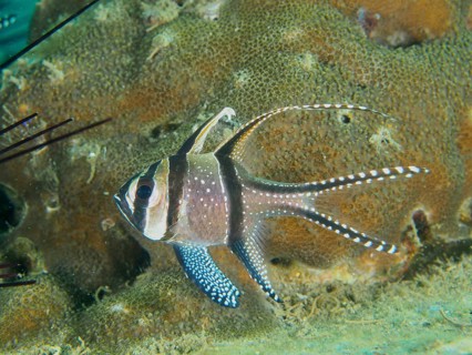 A Banggai cardinalfish (Pterapogon kauderni) with long fins swimming near a coral reef, dive site