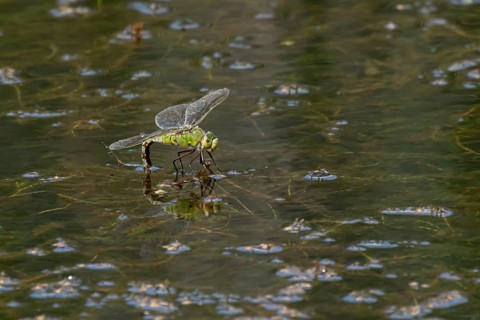 Emperor dragonfly (Anax imperator) adult female insect laying eggs in a pond in the summer,