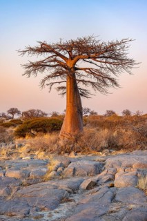 African baobab or baobab tree (Adansonia digitata), at sunrise, Kubu Island (Lekubu), Sowa Pan,