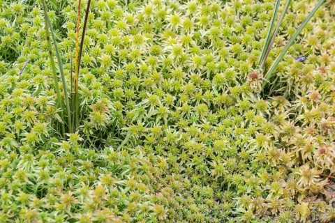 Marsh peat moss (Sphagnum palustre), Province of Drenthe, Netherlands