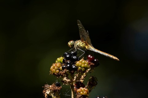 Common darter dragonfly (Sympetrum striolatum) adult female insect on a blackberry fruit in the