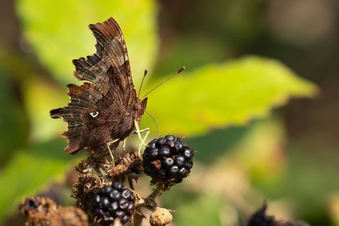 Comma butterfly (Polygonia c-album) adult insect feeding on a blackberry fruit in the summer,