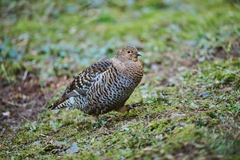 Eurasian black grouse (Lyrurus tetrix) female (hen) standing on the ground at the edge of a foest,