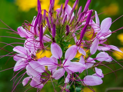 Spider flower (Tarenaya hassleriana) pink flowers