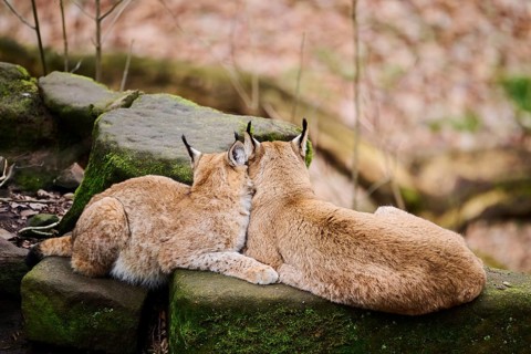 Eurasian lynx (Lynx lynx) mother with her youngster lying on a rock, Bavaria, Germany, Europe