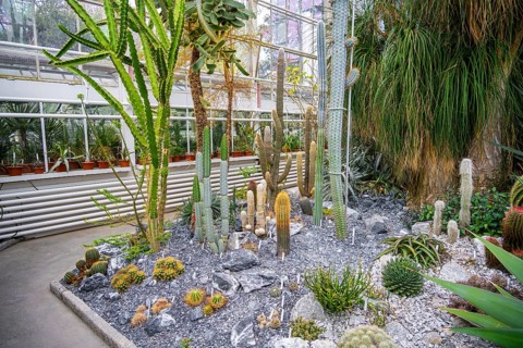 Botanical Garden, greenhouse with cacti and succulents, Zurich Succulent Collection, Switzerland,