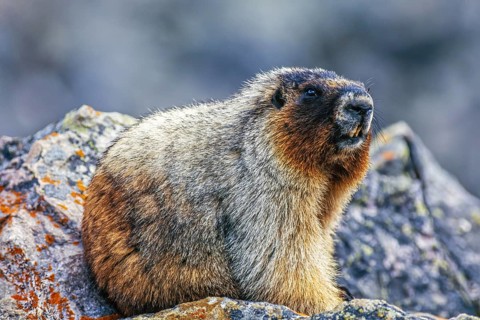 Portrait at a Hoary marmot (Marmota caligata) sitting on rocks in the canadian rockies Banff