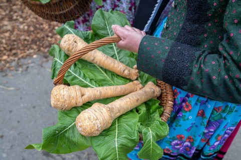 Horseradish (Armoracia rusticana) in a basket, held by a farmer's wife in traditional Franconian