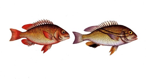 Fish, fishes, left: Anthia japonicus, der japanische Rötling, the japanes Grunt. right: genus of