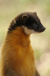 An upright marten with yellow fur, coloured marten (Martes flavigula), captive, Germany, Europe