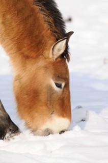 Przewalski's horse eating in the snow, appears calm and peaceful, Przewalski's horse (Equus ferus