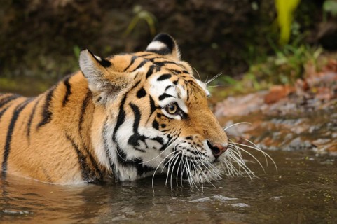 Tiger in shallow water observing the surroundings, Siberian tiger (Panthera tigris altaica),