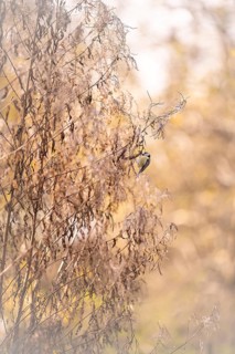 Blue tit (Cyanistes caeruleus) hanging in dried branches, looking for food, autumn, incidence of