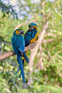 Yellow-breasted Macaw (Ara ararauna) Colombia
