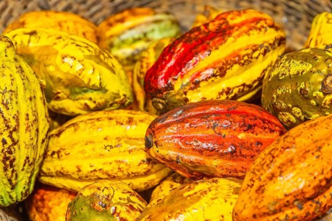 Harvested cocoa fruits in a basket, cocoa (Theobroma cacao), Costa Rica, Central America