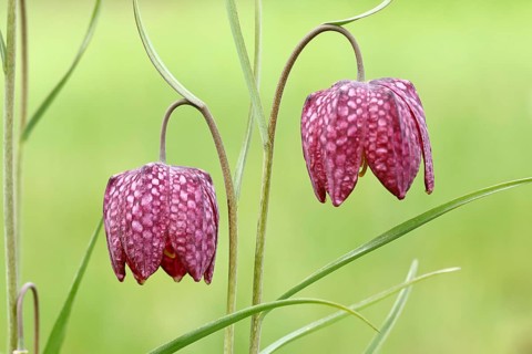 Snake's Head Fritillary (Fritillaria meleagris), two flowers in a meadow, inflorescence, early