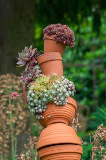 Houseleek (Sempervivum) in clay pots, North Rhine-Westphalia, Germany, Europe
