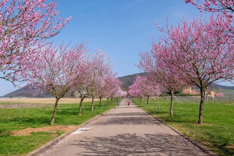 Almond tree blossom, almond tree (Prunus dulcis), Siebeldingen, German Wine Route, also Southern