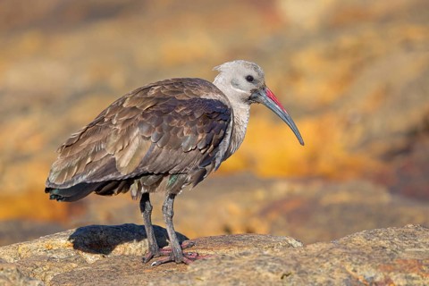 Hagedash, Hadada Ibis, (Bostrychia hagedash), Ibis, Table Mountain National Park Cape of Good Hope