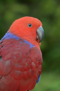 New Guinea noble parrot (Eclectus polychloros, Eclectus roratus polychloros), female, captive,