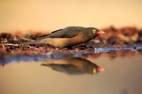 Red-billed oxpecker (Buphagus erythrorhynchus), adult, at the water, alert, Kruger National Park,