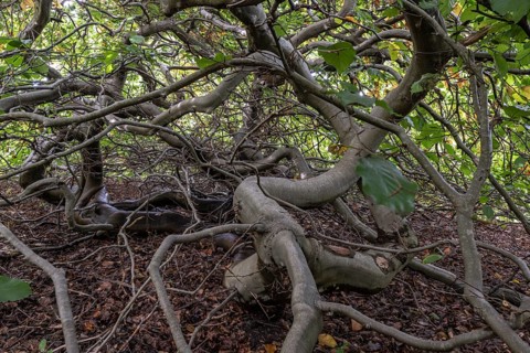 Süntelbuche (Fagus sylvatica suenteliensis), Berggarten Hannover, Lower Saxony, Germany, Europe