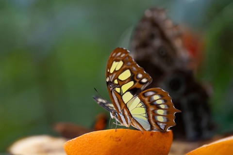 Malachite butterfly (Siproeta stelenes), butterfly sucking liquid from a halved orange, the wings
