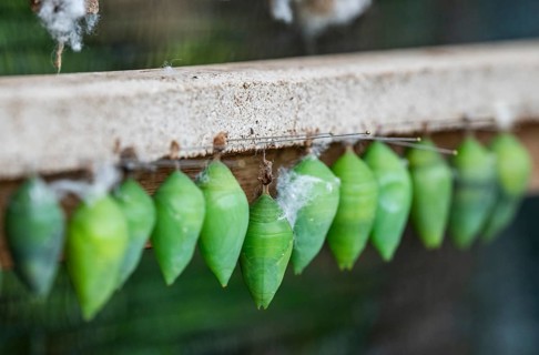 Row of green cocoons with needles attached to a wooden frame, butterflies, Butterfly House,
