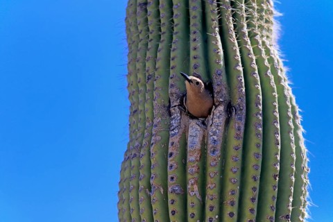 Gila woodpecker (Melanerpes uropygialis), adult, female, looking out of breeding cavity, Saguaro