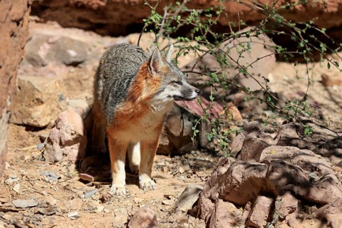Gray fox (Urocyon cinereoargenteus), adult, alert, Sonoran Desert, Arizona, North America, USA,