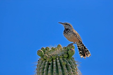 Cactus wren (Campylorhynchus brunneicapillus), adult, on saguaro cactus, Sonoran Desert, Arizona,