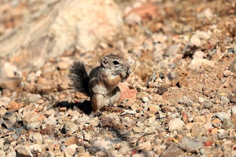 Antelope gopher, (Ammospermophilus harrisii), adult, on tree, foraging, Sonoran Desert, Arizona,
