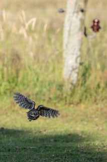 Little owl (Athene noctua), flying, Emsland, Lower Saxony, Germany, Europe