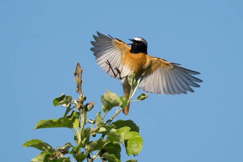 A common redstart (Phoenicurus phoenicurus), male, with outspread wings approaching the branch of