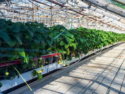 Greenhouse in Hveragerdi, heated by geothermal hot water, Iceland, Europe