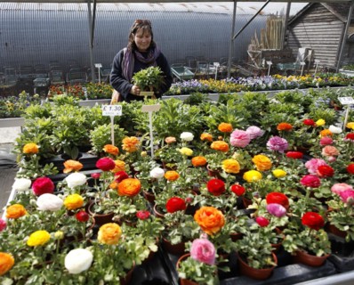 Garden Centre plant nursery, Ladybird Nursery, Gromford, Suffolk, England Model Released. Woman in