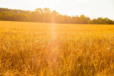 Field near Geising in the Ore Mountains, Altenberg, Altenberg, Saxony, Germany, Europe