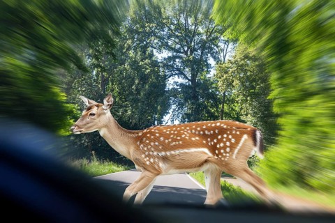 Symbolic image Danger from wildlife crossing: A deer crosses the road in front of a car (Composing)