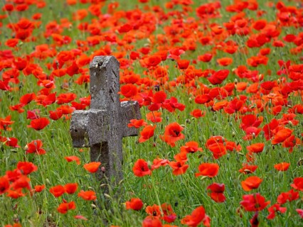 Poppy, poppy, cemetery, gravestone, cross, flowers, poppies, Tiszaalp-r, Kiskuns-gi National Park,