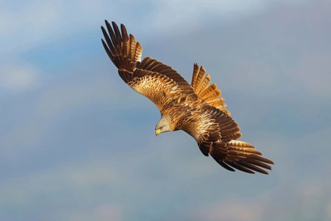 Red kite (Milvus milvus), flight photo, Hides De Calera / Black Vulture, Calera Y Chozas, Castilla